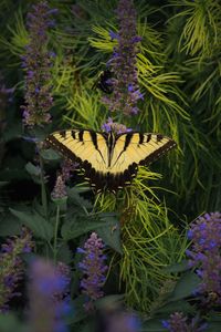 Preview wallpaper papilio glaucus, butterfly, branches, flowers, macro