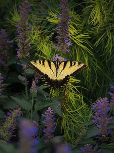 Preview wallpaper papilio glaucus, butterfly, branches, flowers, macro