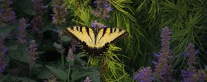 Preview wallpaper papilio glaucus, butterfly, branches, flowers, macro