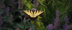 Preview wallpaper papilio glaucus, butterfly, branches, flowers, macro