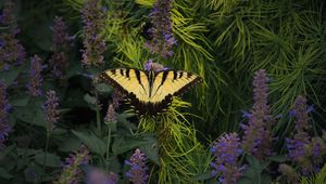 Preview wallpaper papilio glaucus, butterfly, branches, flowers, macro