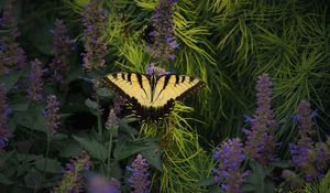 Preview wallpaper papilio glaucus, butterfly, branches, flowers, macro