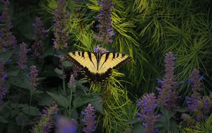 Preview wallpaper papilio glaucus, butterfly, branches, flowers, macro