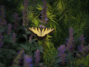 Preview wallpaper papilio glaucus, butterfly, branches, flowers, macro