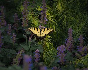 Preview wallpaper papilio glaucus, butterfly, branches, flowers, macro