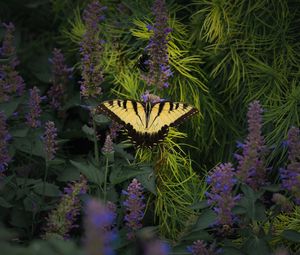 Preview wallpaper papilio glaucus, butterfly, branches, flowers, macro