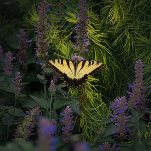 Preview wallpaper papilio glaucus, butterfly, branches, flowers, macro