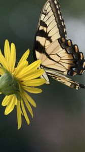 Preview wallpaper papilio glaucus, butterfly, wings, flower, macro