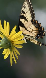 Preview wallpaper papilio glaucus, butterfly, wings, flower, macro