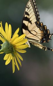 Preview wallpaper papilio glaucus, butterfly, wings, flower, macro