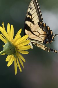 Preview wallpaper papilio glaucus, butterfly, wings, flower, macro