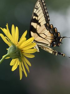 Preview wallpaper papilio glaucus, butterfly, wings, flower, macro