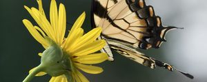 Preview wallpaper papilio glaucus, butterfly, wings, flower, macro