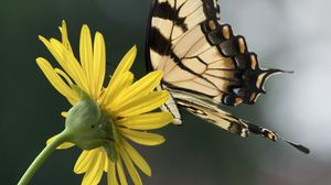 Preview wallpaper papilio glaucus, butterfly, wings, flower, macro