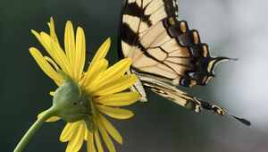 Preview wallpaper papilio glaucus, butterfly, wings, flower, macro