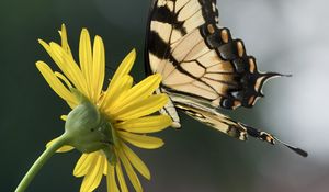 Preview wallpaper papilio glaucus, butterfly, wings, flower, macro