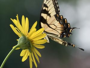 Preview wallpaper papilio glaucus, butterfly, wings, flower, macro