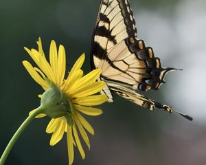 Preview wallpaper papilio glaucus, butterfly, wings, flower, macro