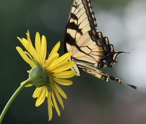 Preview wallpaper papilio glaucus, butterfly, wings, flower, macro