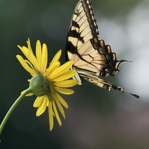 Preview wallpaper papilio glaucus, butterfly, wings, flower, macro