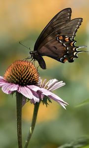 Preview wallpaper papilio glaucus, butterfly, wings, flower, macro, petals