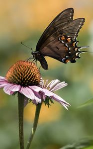 Preview wallpaper papilio glaucus, butterfly, wings, flower, macro, petals