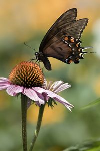 Preview wallpaper papilio glaucus, butterfly, wings, flower, macro, petals