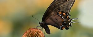 Preview wallpaper papilio glaucus, butterfly, wings, flower, macro, petals