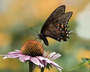 Preview wallpaper papilio glaucus, butterfly, wings, flower, macro, petals