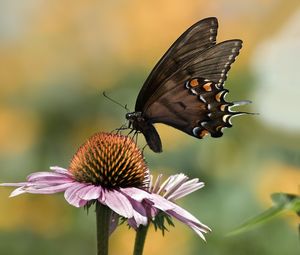 Preview wallpaper papilio glaucus, butterfly, wings, flower, macro, petals