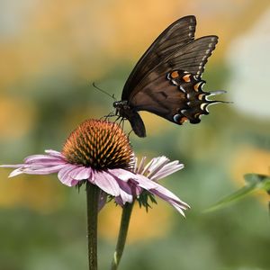 Preview wallpaper papilio glaucus, butterfly, wings, flower, macro, petals