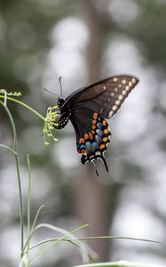 Preview wallpaper papilio polyxenes, butterfly, flower, macro