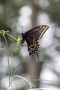 Preview wallpaper papilio polyxenes, butterfly, flower, macro