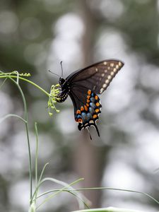 Preview wallpaper papilio polyxenes, butterfly, flower, macro