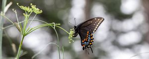 Preview wallpaper papilio polyxenes, butterfly, flower, macro