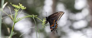 Preview wallpaper papilio polyxenes, butterfly, flower, macro