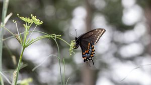 Preview wallpaper papilio polyxenes, butterfly, flower, macro