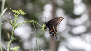 Preview wallpaper papilio polyxenes, butterfly, flower, macro