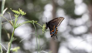 Preview wallpaper papilio polyxenes, butterfly, flower, macro