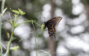 Preview wallpaper papilio polyxenes, butterfly, flower, macro