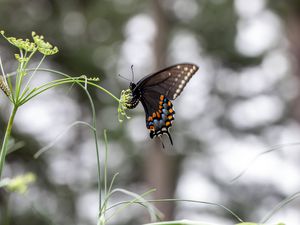 Preview wallpaper papilio polyxenes, butterfly, flower, macro