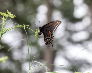 Preview wallpaper papilio polyxenes, butterfly, flower, macro