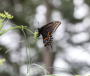 Preview wallpaper papilio polyxenes, butterfly, flower, macro