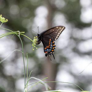 Preview wallpaper papilio polyxenes, butterfly, flower, macro