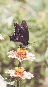 Preview wallpaper papilio polyxenes, butterfly, flowers, macro