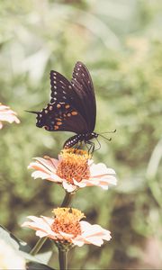 Preview wallpaper papilio polyxenes, butterfly, flowers, macro