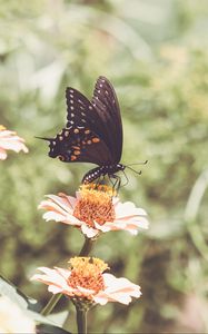 Preview wallpaper papilio polyxenes, butterfly, flowers, macro