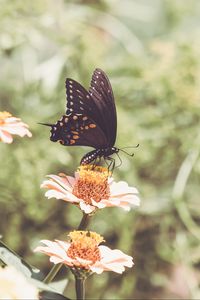 Preview wallpaper papilio polyxenes, butterfly, flowers, macro