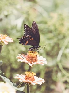 Preview wallpaper papilio polyxenes, butterfly, flowers, macro