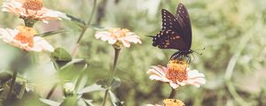 Preview wallpaper papilio polyxenes, butterfly, flowers, macro